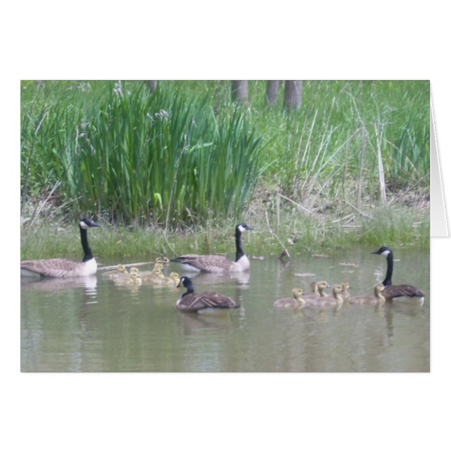 Gäss och Goslings på en damm Hälsningskort (Framsidan Horizontal)