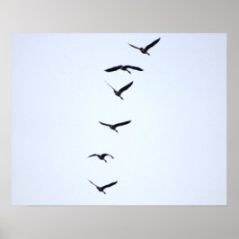 Gäss på flyg 20x16 Poster Print Wall Art Decor