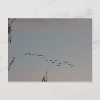 Gäss på flygvykortet vykort