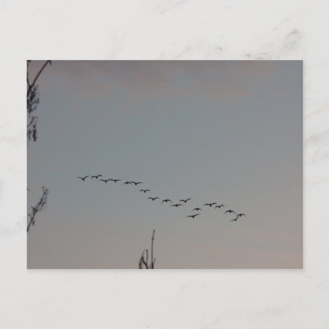 Gäss på flygvykortet vykort (Framsida)