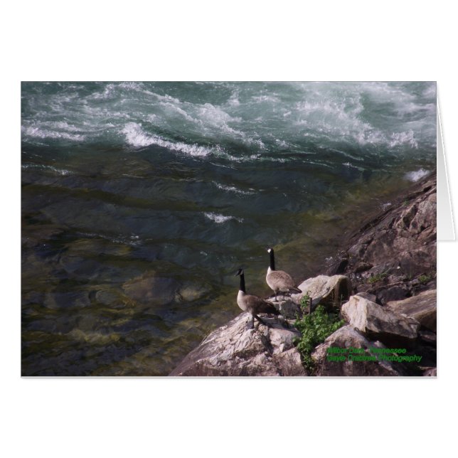 Gäss på vatten hälsningskort (Framsidan Horizontal)