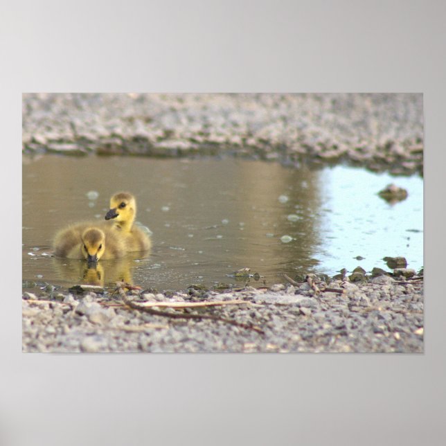 Gäss Pojkar Foto Affisch (Framsidan)