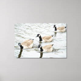 Gäss simning canvastryck