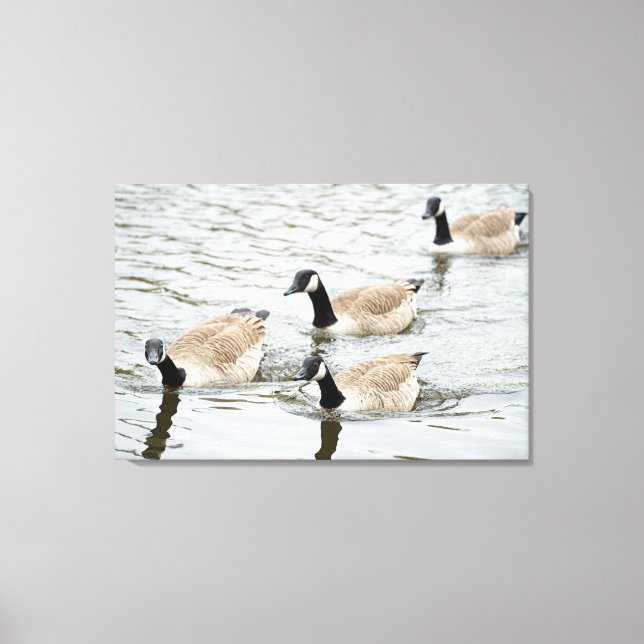 Gäss simning canvastryck (Framsida)