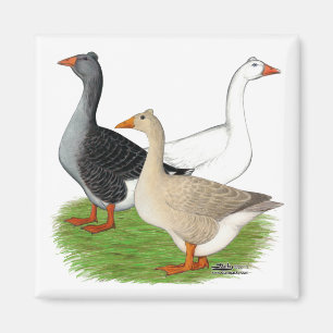 Gäss: tuftad trio magnet