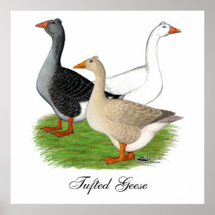 Gäss: tuftad trio poster