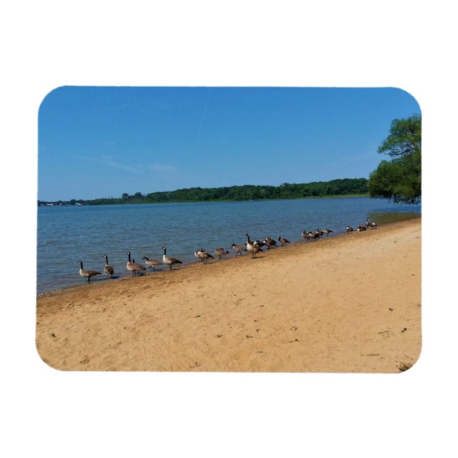 Gäss vid Silver Lake, Wisconsin Magnet (Horisontell)