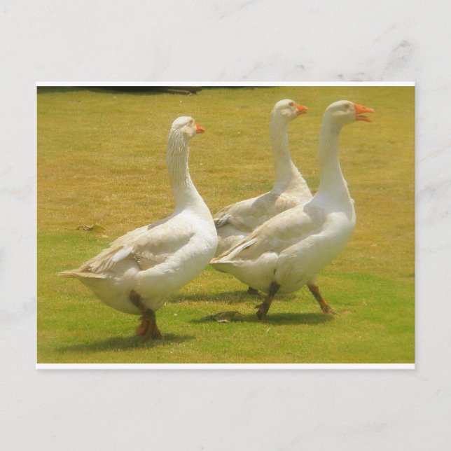 gäss vykort (Framsida)