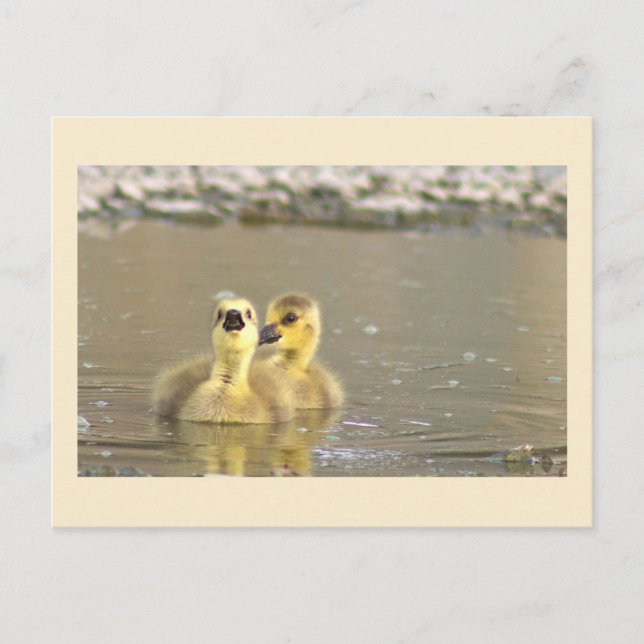 Gässlingar Foto Vykort (Framsida)