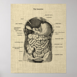 Gastrointestinal anatomi 1 Medicinsk Poster