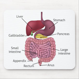 Gastrointestinalt digestivkexsystem och etiketter musmatta