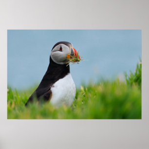 Gatherer Puffin Poster