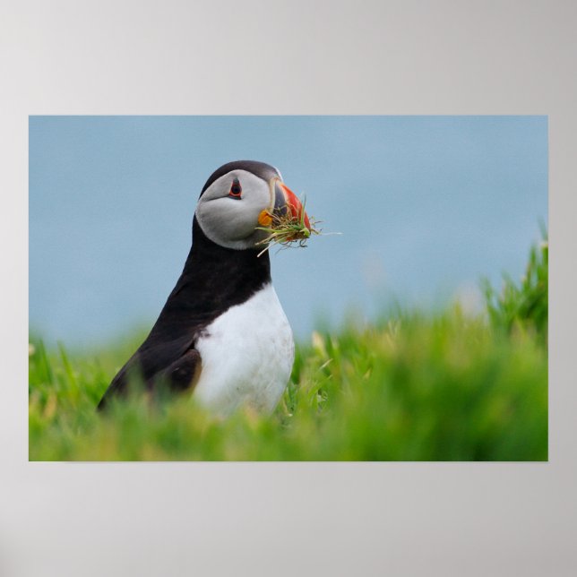 Gatherer Puffin Poster (Framsidan)