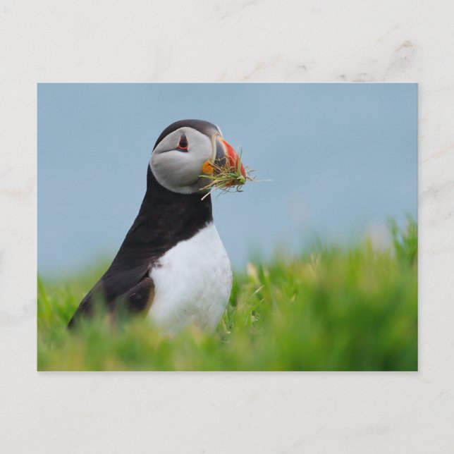 Gatherer Puffin Vykort (Framsida)