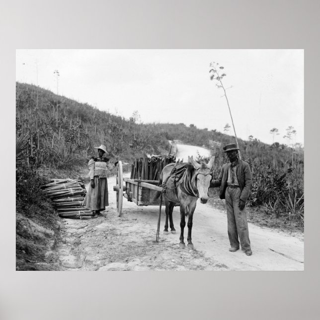 Gathering sisal, Nassau, Bahamaöarna, c1900 Poster (Framsidan)