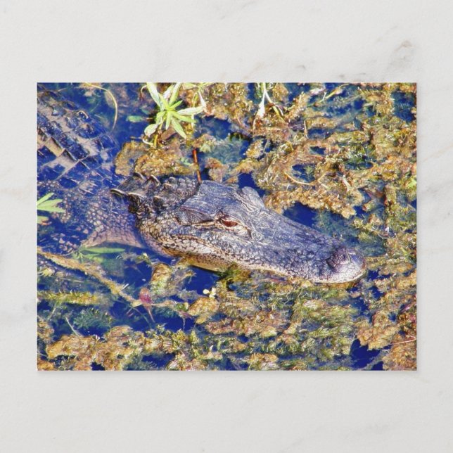 Gator Alligatorer Sumpmarker Vykort (Framsida)
