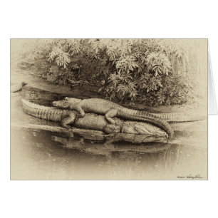 Gator Back Ride Hälsningskort