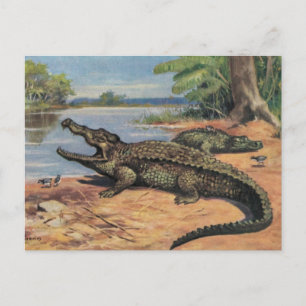 Gator Beach vykort