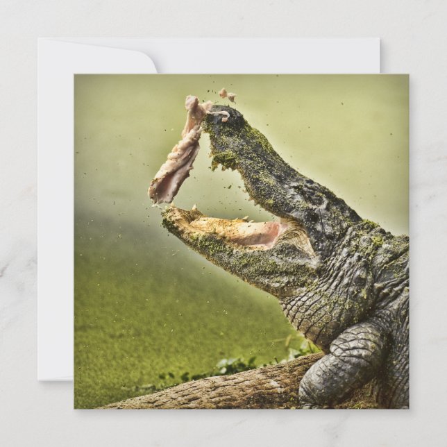 Gator Catch Lunch Wildlife Fotography Inbjudningar (Framsida)