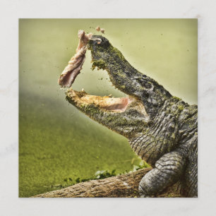 Gator Catch Lunch Wildlife Fotography Inbjudningar