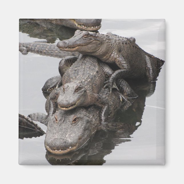 Gator Family Reunion Magnet (Framsidan)