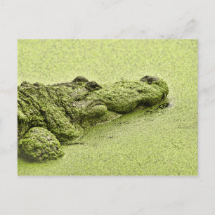 Gator - Grönt i Duckweed Vykort