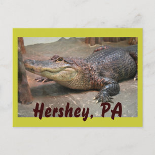 Gator Hälsning från Hershey Vykort