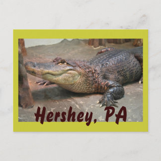 Gator Hälsning från Hershey Vykort