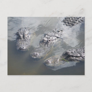 GATOR HÄLSNING VYKORT