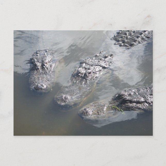 GATOR HÄLSNING VYKORT (Framsida)