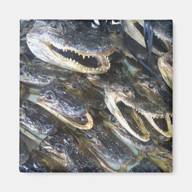 Gator Head Magnet (Framsidan)