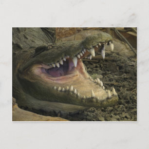 Gator Head Vykort