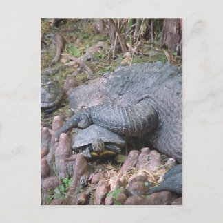 "Gator Hugs" vykort