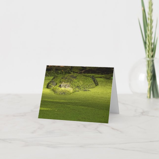 Gator Lurking in Duckweed - Naturfoto Kort (Framsida)