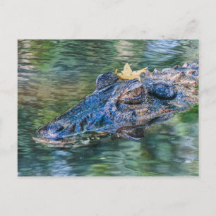 Gator med krona vykort
