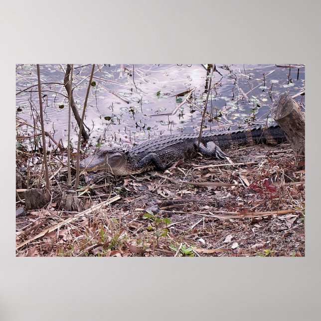 Gator på kusten poster (Framsidan)