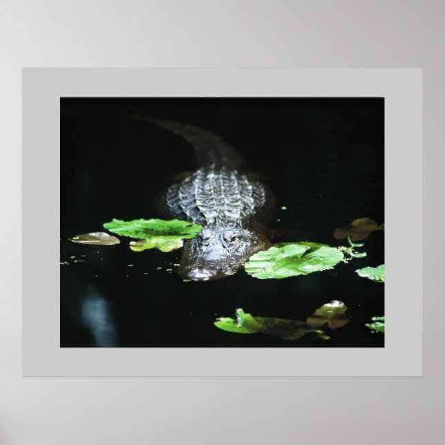 Gator Poster (Framsidan)