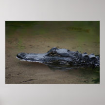 Gator Resting Poster -36x24 - andra storlekar till