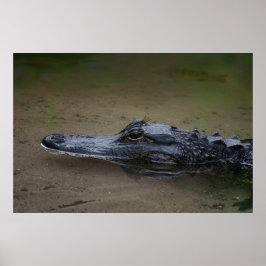 Gator Resting Poster -36x24 - andra storlekar till