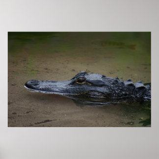 Gator Resting Poster -36x24 - andra storlekar till