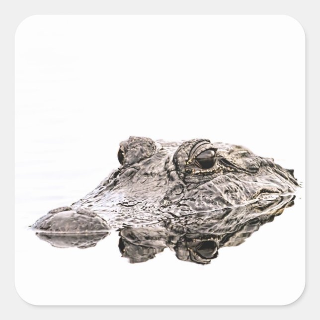 Gator Sticker Fyrkantigt Klistermärke (Framsida)