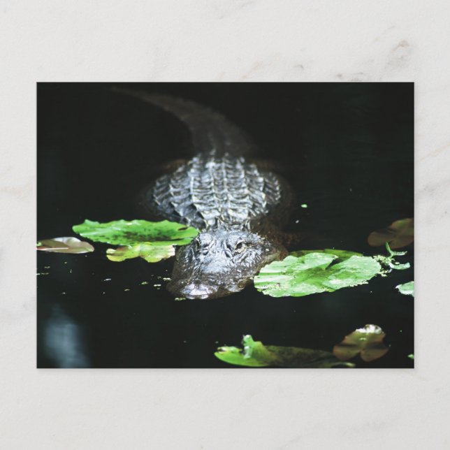 Gator Vykort (Framsida)