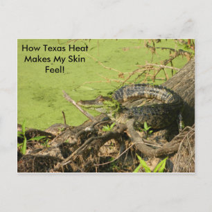Gator-vykort Vykort