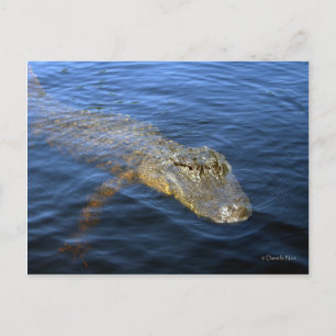 Gator-vykort Vykort