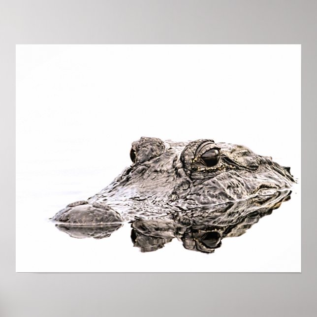 Gator Wildlife Poster (Framsidan)
