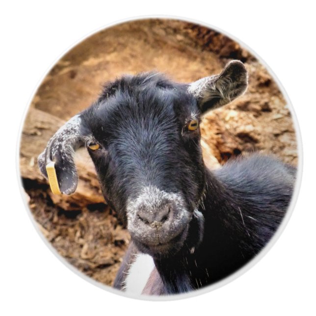 GATS KNOPP (Framsidan)