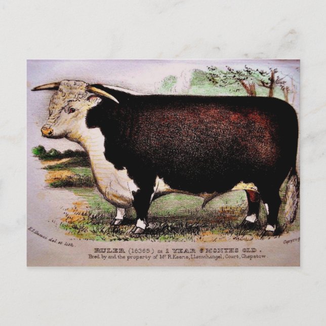 Gauci Hereford Cattle Postcard Vykort (Framsida)