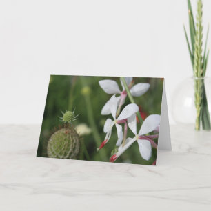 Gaura Floral Photography Greeting Card Kort