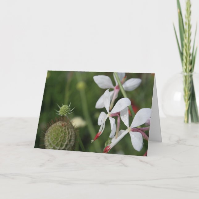 Gaura Floral Photography Greeting Card Kort (Framsida)