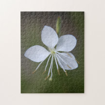 Gaura lindheimeri - virvla fjärilar